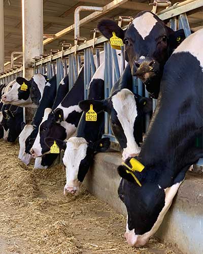 Dairy Farm
