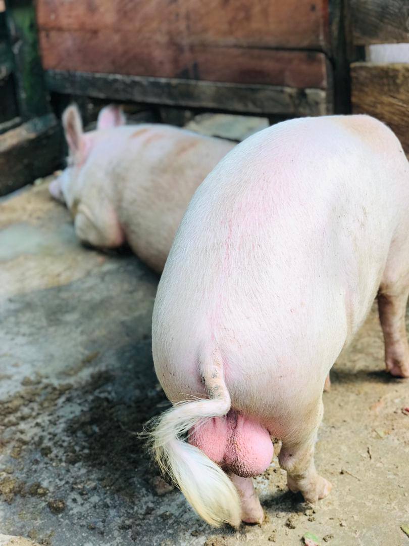 Pig farm